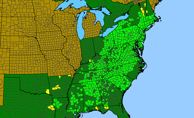 The range of Uvularia perfoliata